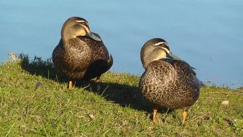 A Pair of Pacific Black Ducks Video stock 89708155