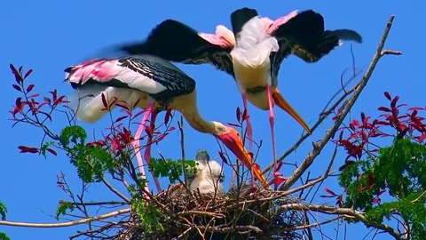 Pair of painted storks building nest for nestling against blue sly Vídeos de archivo 72927113