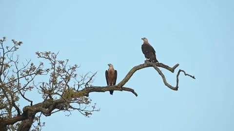 A pair of Pallas' fish eagle in a picturesque scene in Tadoba national park Vídeo Stock 333676694