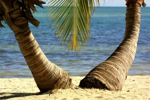 A pair of palm trees Stock Photos