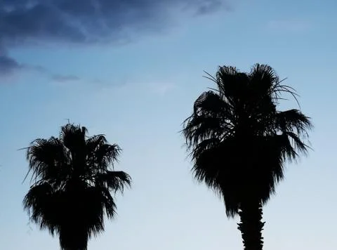 Pair of palm trees Stockfoto's