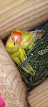 Pair of parakeets in a nest box 스톡 사진