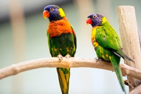 Pair parrot Foto stock