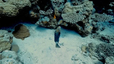Pair of parrotfish engage in pre-spawning mouth contact Video stock 311365080