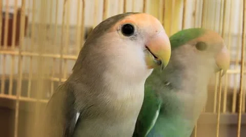 Pair of Parrots in a Cage Video stock 11625924