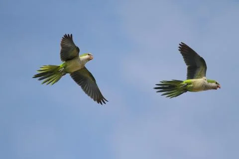 Pair of parrots in flight Stock Photos