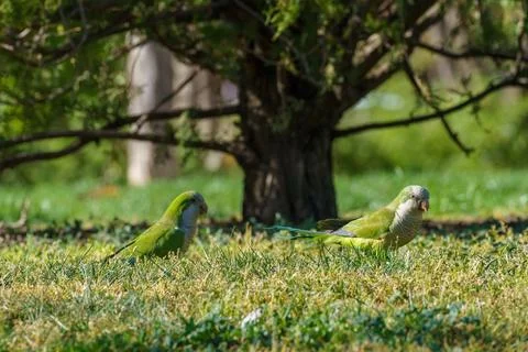 Pair of parrots foraging in the grass with tree in background 写真素材