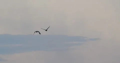 A pair of parrots glides through the moody evening sky, framed by bluish-tinged Stock Footage 306047450