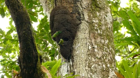Pair of parrots hanging upside down on large nesting structure in the rain Stock Footage 99008631