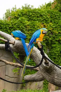 A pair of parrots Stock Photos