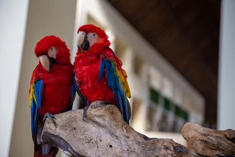 Pair of Parrots Stock Photos