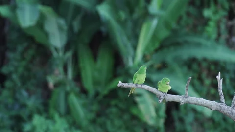 Pair of Parrots Preening on a Dry Tree Branch in a Green Forest Stock Footage 247882617