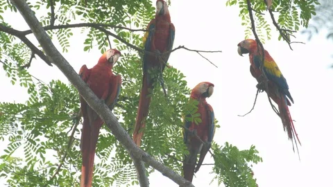 Pair of parrots on the tree. Pair of Scarlet macaws (Ara macao) sit in canopy of Stock Footage 129797101