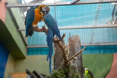A pair of parrots at the zoo Stock Photos