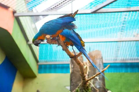 A pair of parrots at the zoo Stock Photos