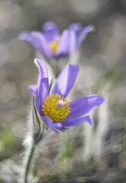 Pair of pasque flowers Stock Photos