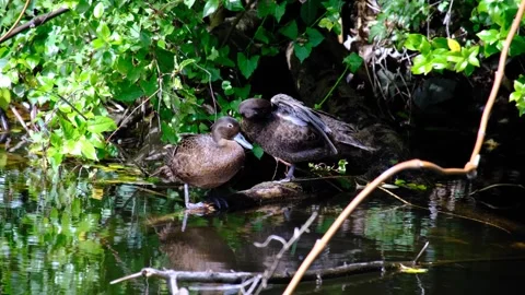 Pair of Pateke brown teal dabbing ducks endemic to New Zealand Aotearoa in lake Stock Footage 341322947