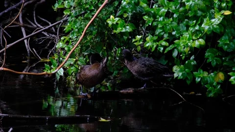 Pair Pateke brown teal dabbing ducks grooming feathers on tree branch in lake Stock Footage 341323280