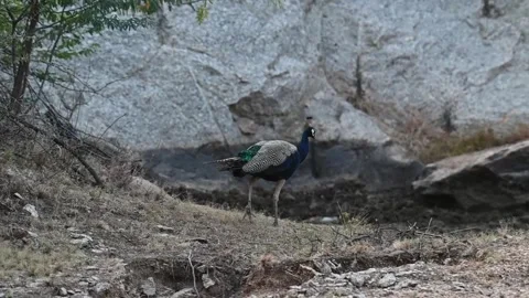 A pair of peacock elegantly walking in Jawai Stock Footage 257886526