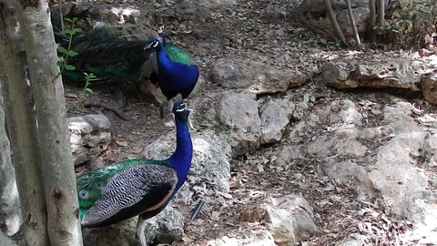 A pair of peacocks. One of them screams loudly. Stock Footage 110744608
