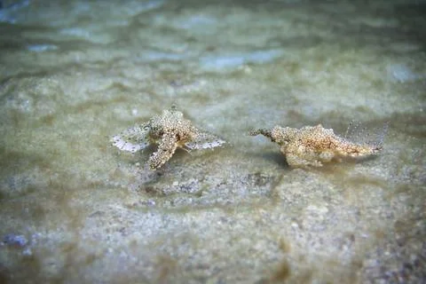 A pair of Pegasus Stock Photos
