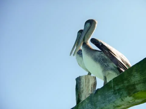 Pair of pelican looks same ways Stock Photos
