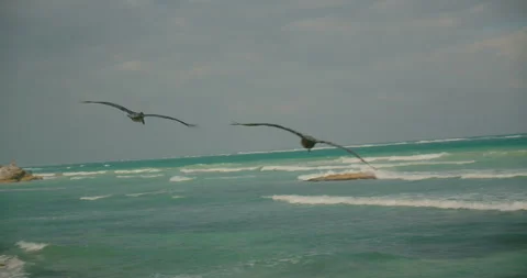 Pair of pelicans fly above windy surf beach and Caribbean sea in Tulum Mexico Stock Footage 341293040