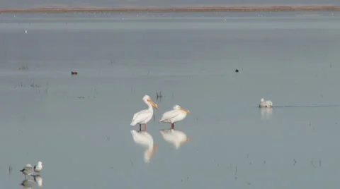 Pair of pelicans  Stock Footage 2769924