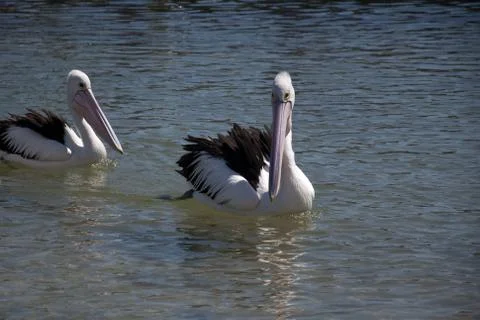 A pair of pelicans Stock Photos