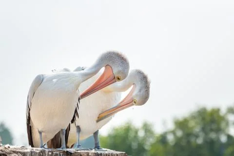 Pair of pelicans Stock Photos