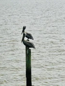 Pair of Pelicans Stock Photos
