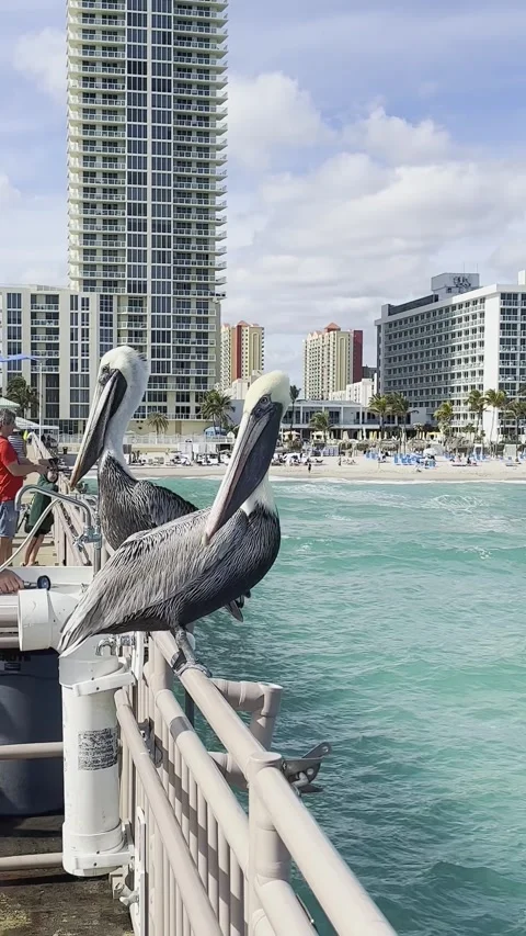 Pair of pelicans resting by the ocean on Miami pier, Florida, US Stock Footage 335750752
