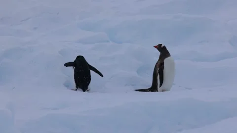 Pair of Penguins Interacting on Snowy Antarctic Landscape in Winter Light Stockbeeldmateriaal 345165354