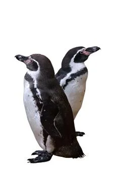 A pair of penguins Stock Photos