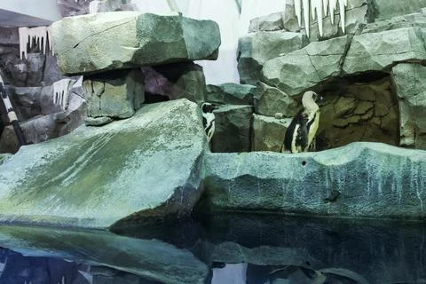 A pair of penguins on the rocks. Stock Photos