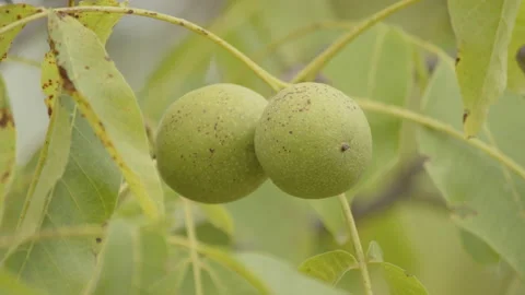 Pair of Persian walnuts on tree branch 4K footage Vidéo 206665826
