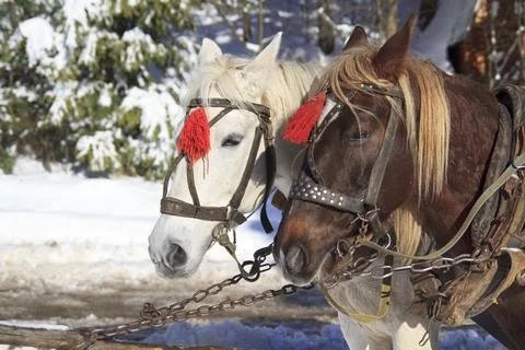 Pair pf Horses Close-up Stockfoto's
