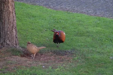 Pair of Pheasants Stock Photos