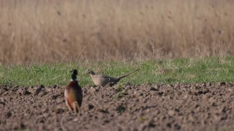 A pair of pheasants walking in the field, 4K slomo Stock Footage 176204828