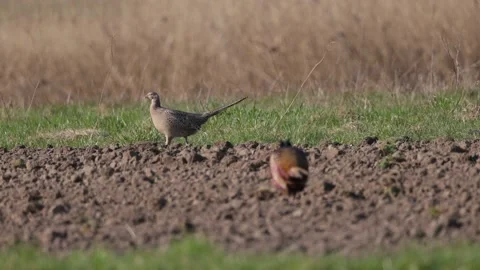 A pair of pheasants walking in the field, 4K slomo Stock Footage 176206886