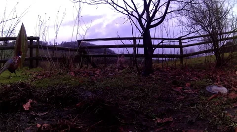 Pair of Pheasants walking through shot 01 Stock Footage 47168500