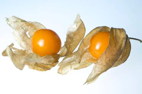 Pair of Physalis Foto stock