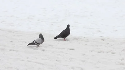 Pair of pigeon walking on snow Stock Footage 1805925