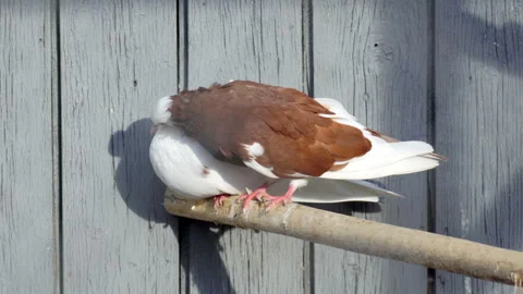 A pair of pigeons caring for each other. Stock Footage 115022872