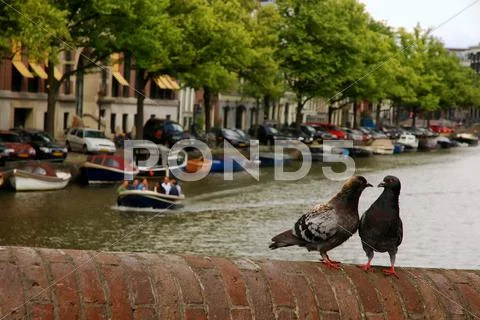 Pair of pigeons at each other in an old brick bridge on the amsterdam canal b Stock Photos