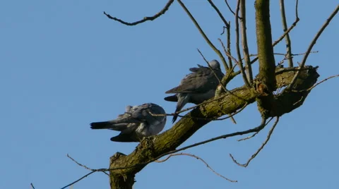 Pair of Pigeons 库存影片 2975783