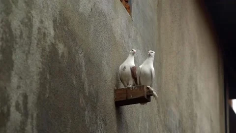 Pair of pigeons making love to each other Stock Footage 239739571