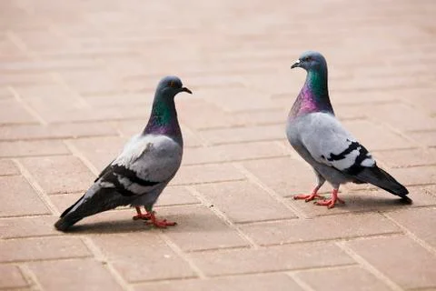 Pair of pigeons Stock Photos