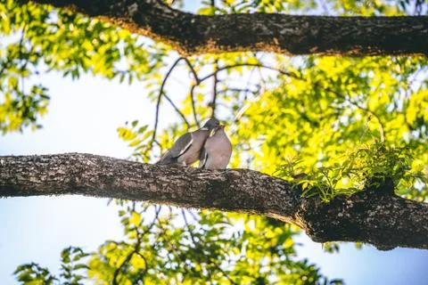 Pair of Pigeons Stock Photos