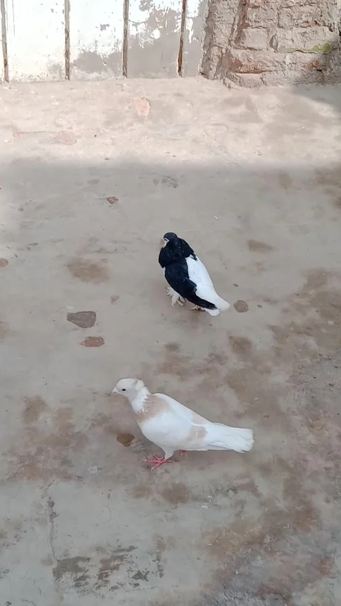 A Pair of Pigeons Standing on the Ground Stock Footage 332039918